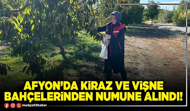Afyon’da kiraz ve vişne bahçelerinden numune alındı!
