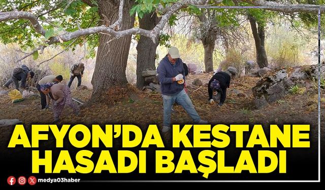 Afyon’da kestane hasadı başladı