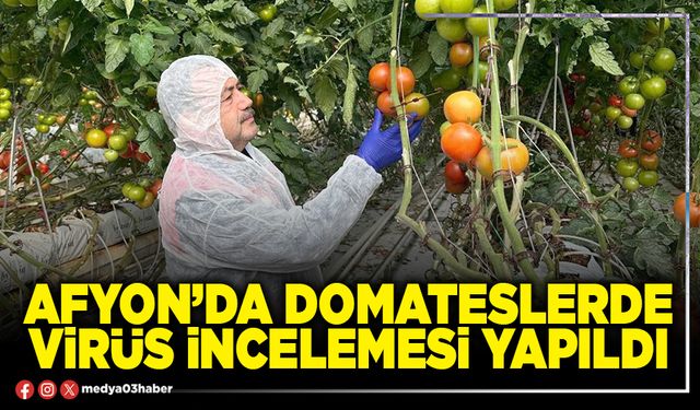 Afyon’da domateslerde virüs incelemesi yapıldı