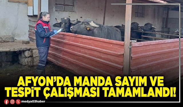 Afyon’da manda sayım ve tespit çalışması tamamlandı!