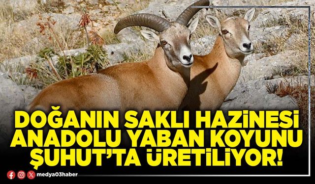Doğanın saklı hazinesi Anadolu Yaban Koyunu Şuhut’ta üretiliyor!