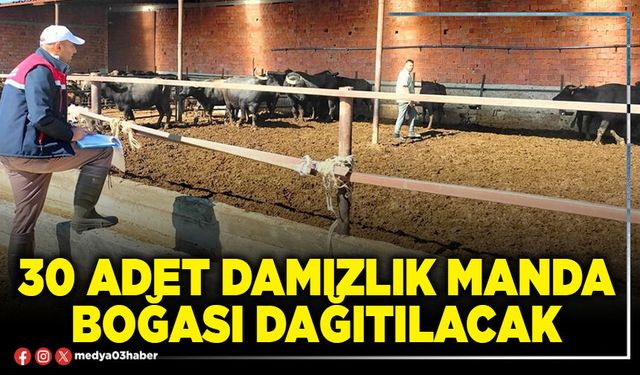 30 adet damızlık manda boğası dağıtılacak