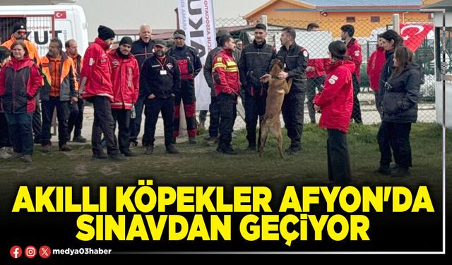 Akıllı köpekler Afyon'da sınavdan geçiyor