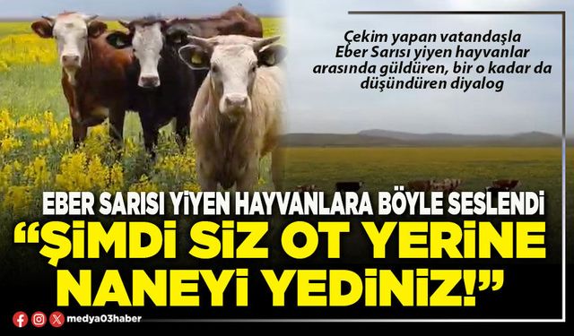 Eber sarısı yiyen hayvanlara seslendi: “Şimdi siz ot yerine naneyi yediniz!”