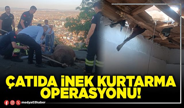 Çatıda inek kurtarma operasyonu!