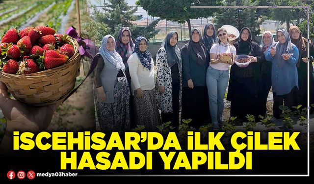 İscehisar’da ilk çilek hasadı yapıldı