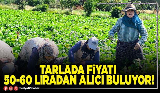 Tarlada fiyatı 50-60 liradan alıcı buluyor!