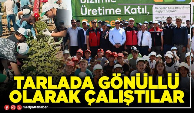 Tarlada gönüllü olarak çalıştılar