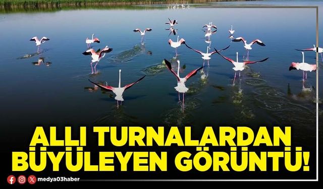 Allı turnalardan büyüleyen görüntü!