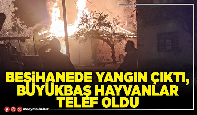Besihanede yangın çıktı, büyükbaş hayvanlar telef oldu