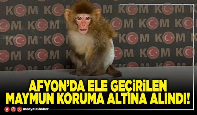 Afyon’da ele geçirilen maymun koruma altına alındı!