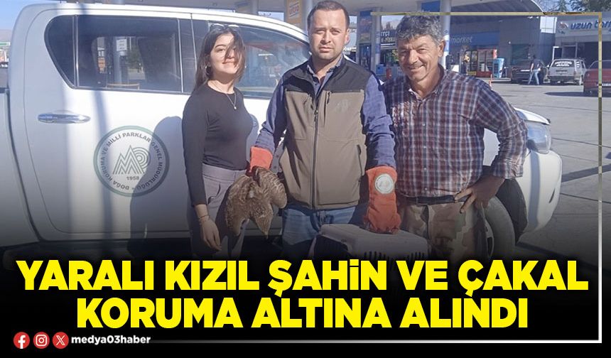 Yaralı kızıl şahin ve çakal koruma altına alındı