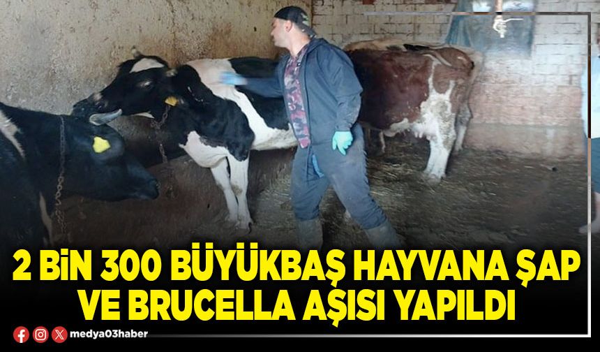 2 bin 300 büyükbaş hayvana şap ve brucella aşısı yapıldı