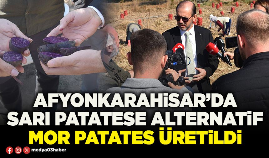 Afyonkarahisar’da sarı patatese alternatif mor patates üretildi