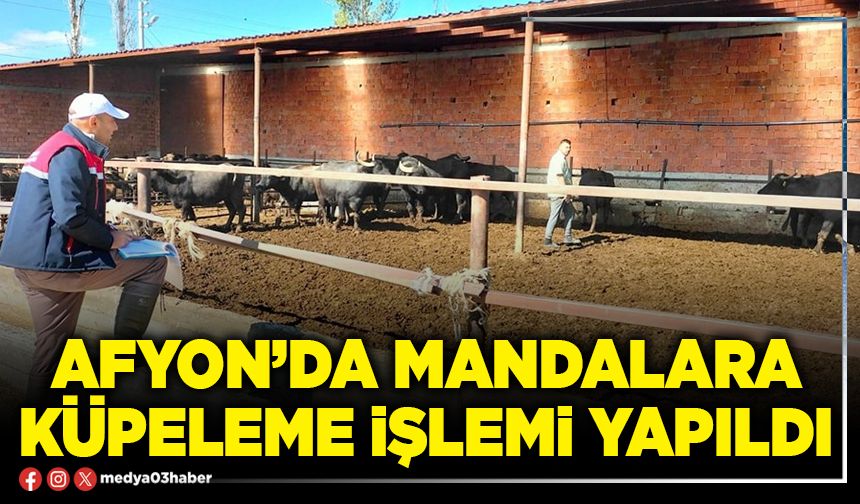 Afyon’da mandalara küpeleme işlemi yapıldı