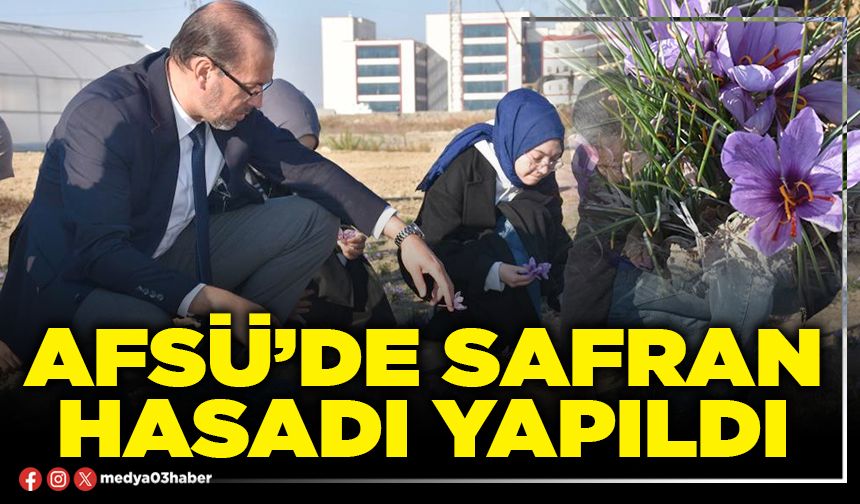 AFSÜ’de safran hasadı yapıldı