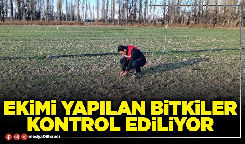 Ekimi yapılan bitkiler kontrol ediliyor