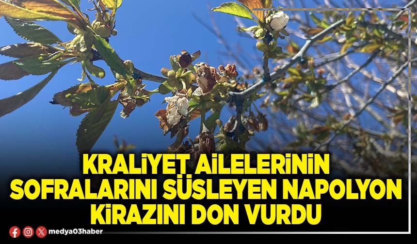 Kraliyet ailelerinin sofralarını süsleyen napolyon kirazını don vurdu