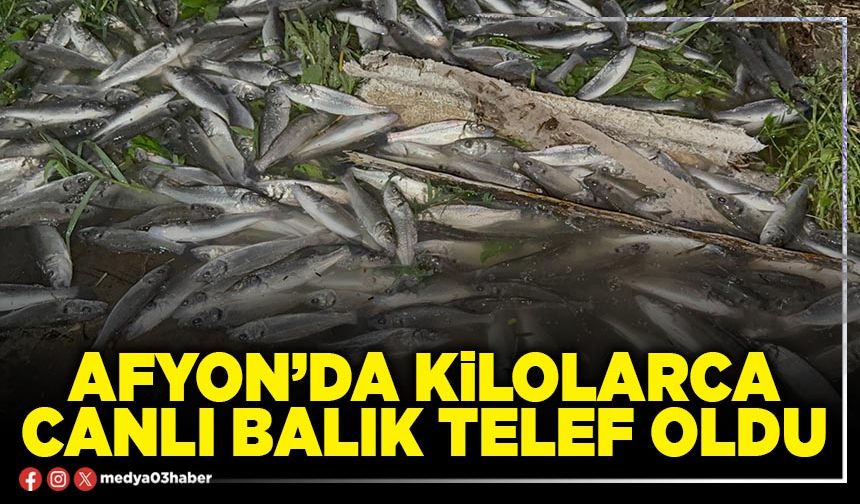 Afyon’da kilolarca canlı balık telef oldu