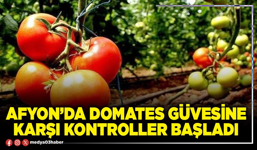 Afyon’da domates güvesine karşı kontroller başladı