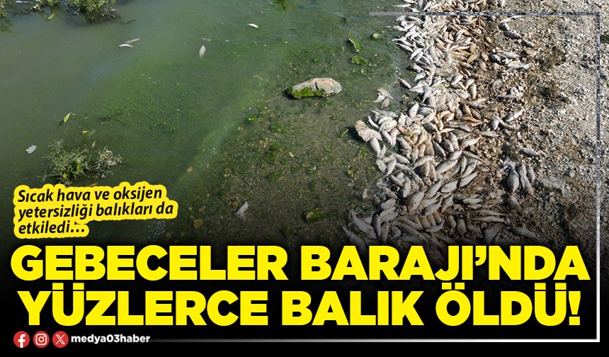 Gebeceler Barajı’nda yüzlerce balık öldü!