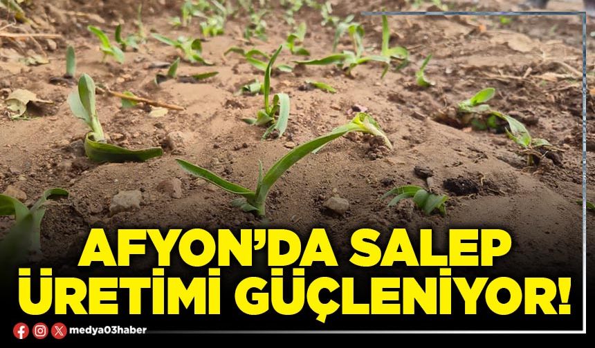 Afyon’da salep üretimi güçleniyor!