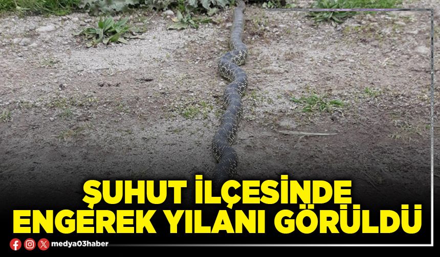Şuhut İlçesinde engerek yılanı görüldü