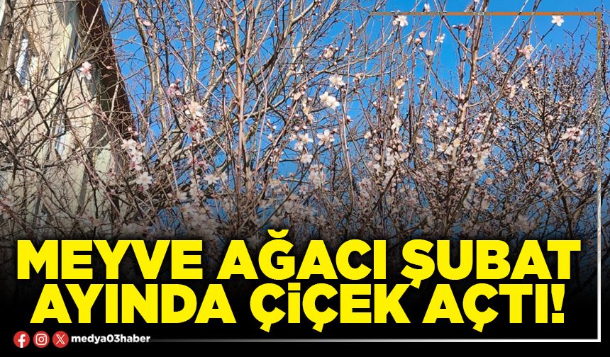 Meyve ağacı Şubat ayında çiçek açtı!