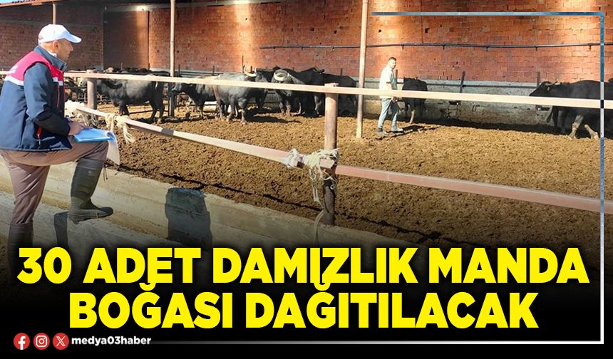30 adet damızlık manda boğası dağıtılacak