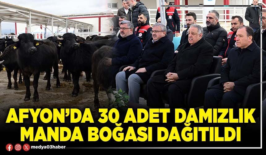 Afyon’da 30 adet damızlık manda boğası dağıtıldı