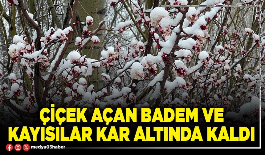 Çiçek açan badem ve kayısılar kar altında kaldı