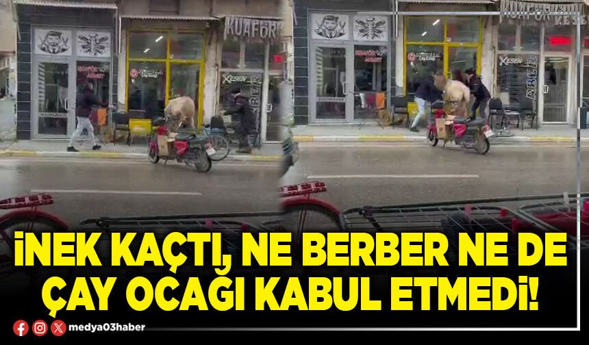 İnek kaçtı, ne berber ne de çay ocağı kabul etmedi!