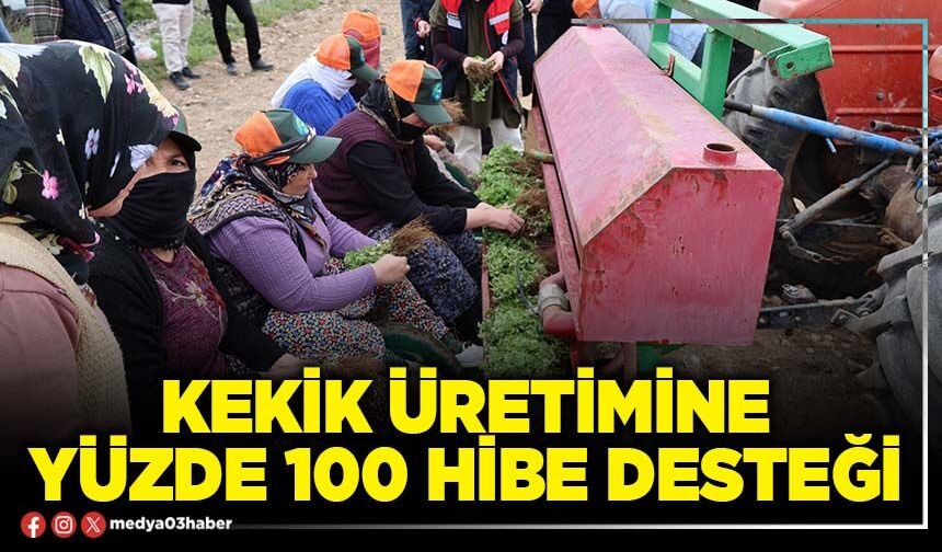 Kekik üretimine yüzde 100 hibe desteği