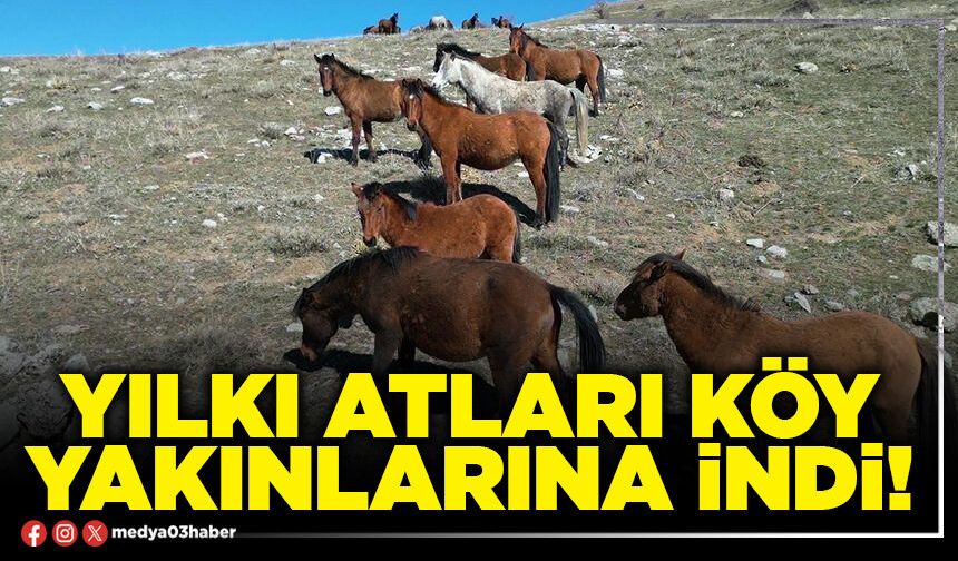 Yılkı atları köy yakınlarına indi!