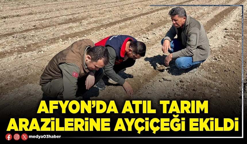 Afyon’da atıl tarım arazilerine ayçiçeği ekildi