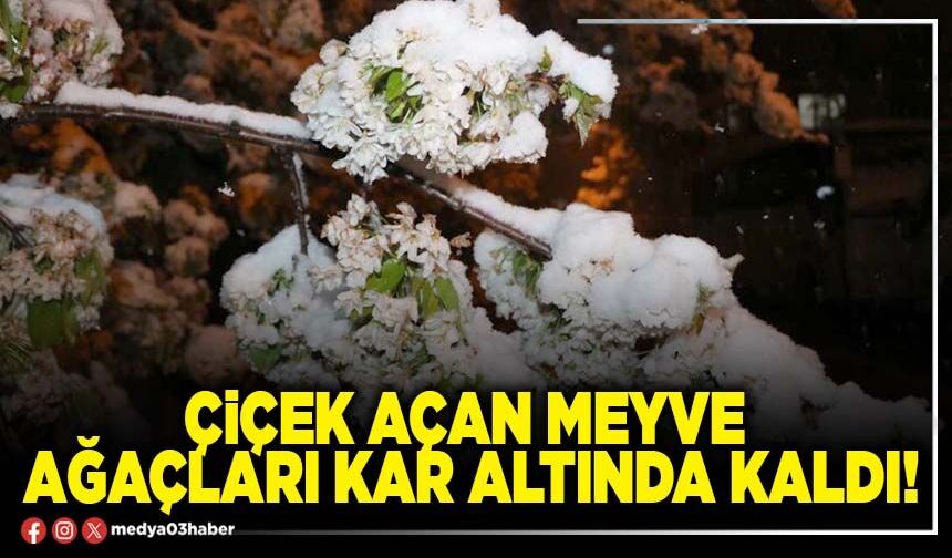 Çiçek açan meyve ağaçları kar altında kaldı!