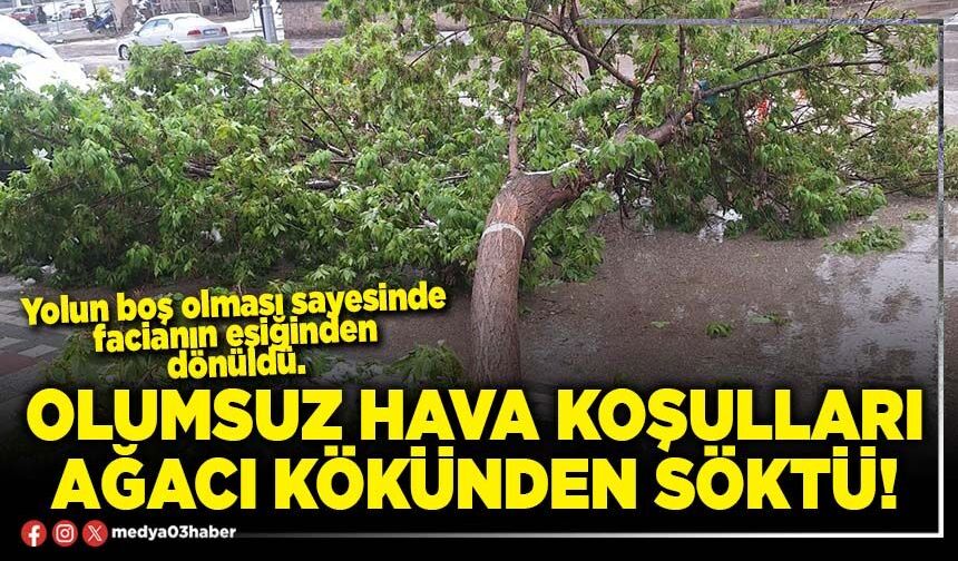 Olumsuz hava koşulları ağacı kökünden söktü!