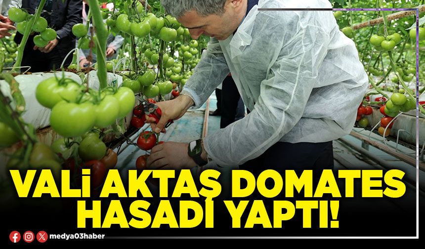 Vali Aktaş domates hasadı yaptı!