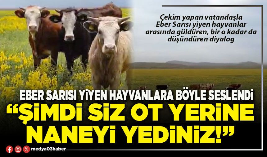 Eber sarısı yiyen hayvanlara seslendi: “Şimdi siz ot yerine naneyi yediniz!”