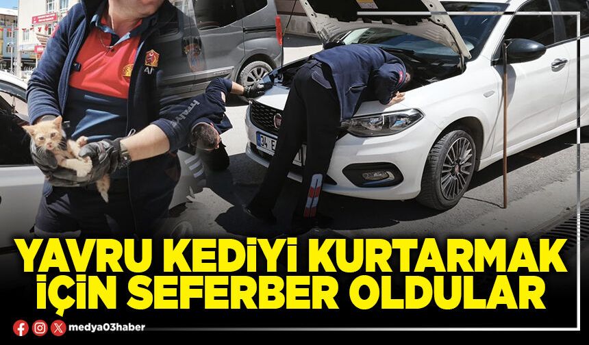 Yavru kediyi kurtarmak için seferber oldular