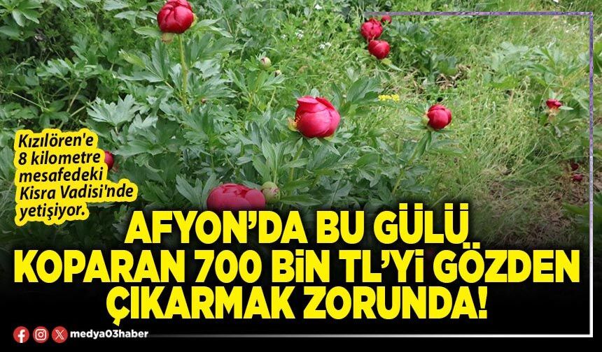Afyon’da bu gülü koparan 700 Bin TL’yi gözden çıkarmak zorunda!