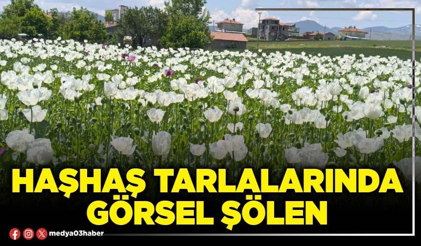 Haşhaş tarlalarında görsel şölen