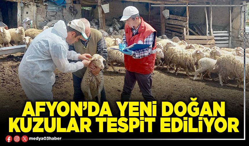 Afyon’da yeni doğan kuzular tespit ediliyor