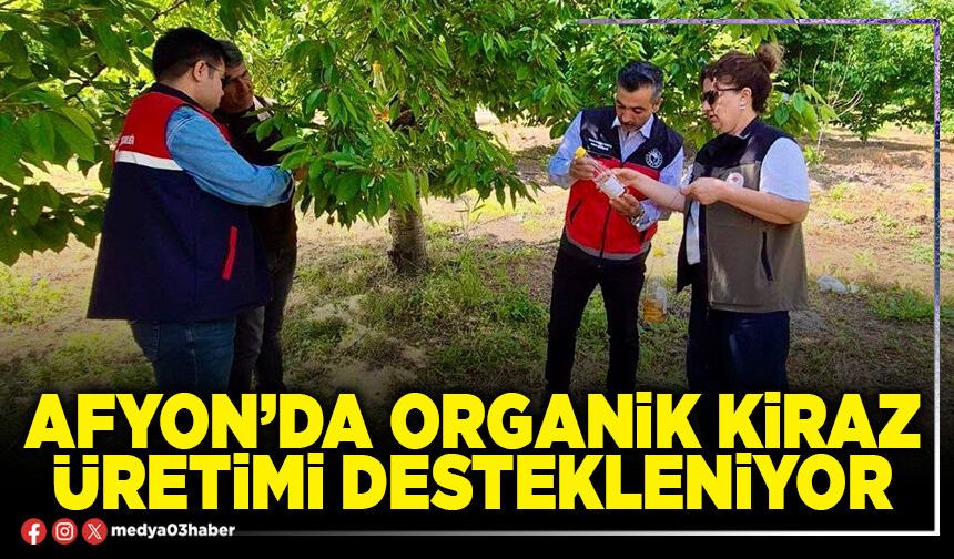 Afyon’da organik kiraz üretimi destekleniyor