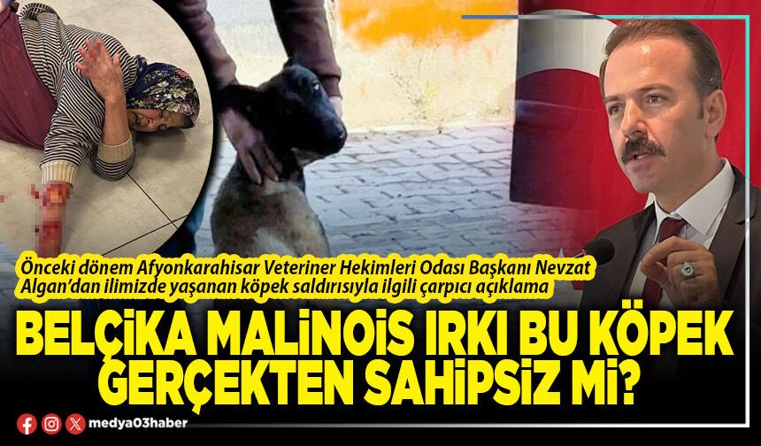 Belçika Malinois ırkı bu köpek gerçekten sahipsiz mi?