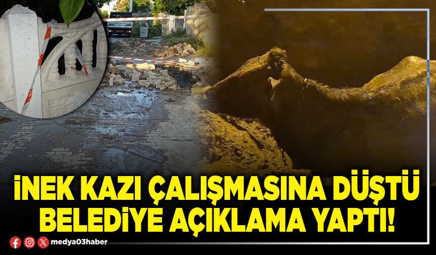 İnek kazı çalışmasına düştü Belediye açıklama yaptı!