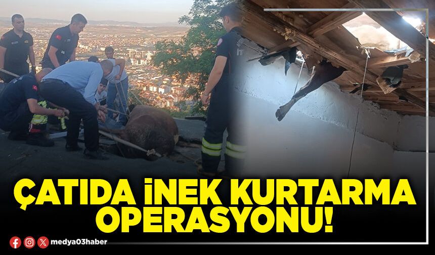 Çatıda inek kurtarma operasyonu!