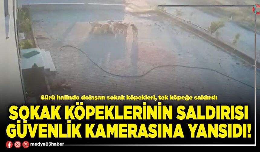 Sokak köpeklerinin saldırısı güvenlik kamerasına yansıdı!