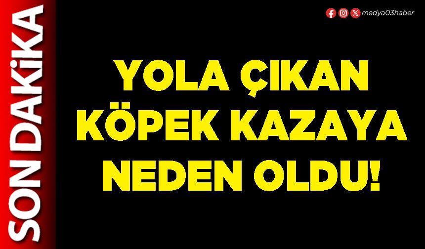 Yola çıkan köpek kazaya neden oldu!
