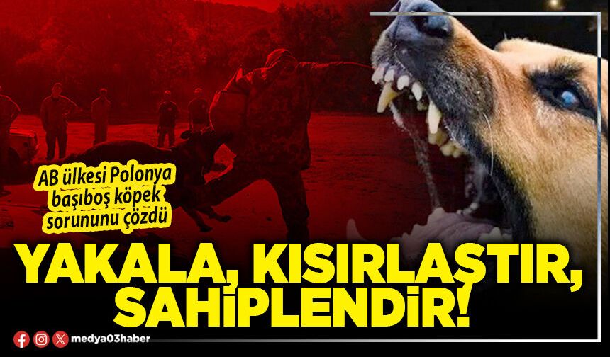 Yakala, kısırlaştır, sahiplendir!